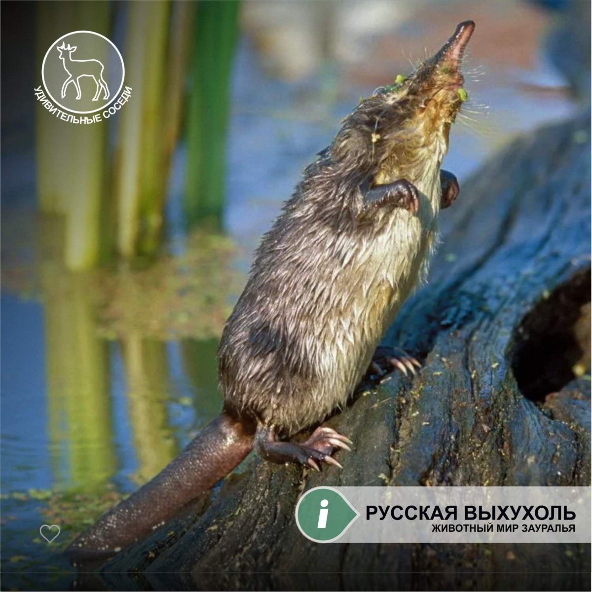 Выхухоль стикер