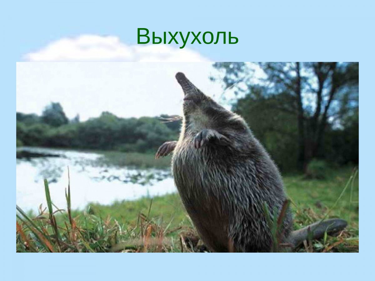 Выхухоль и землеройка