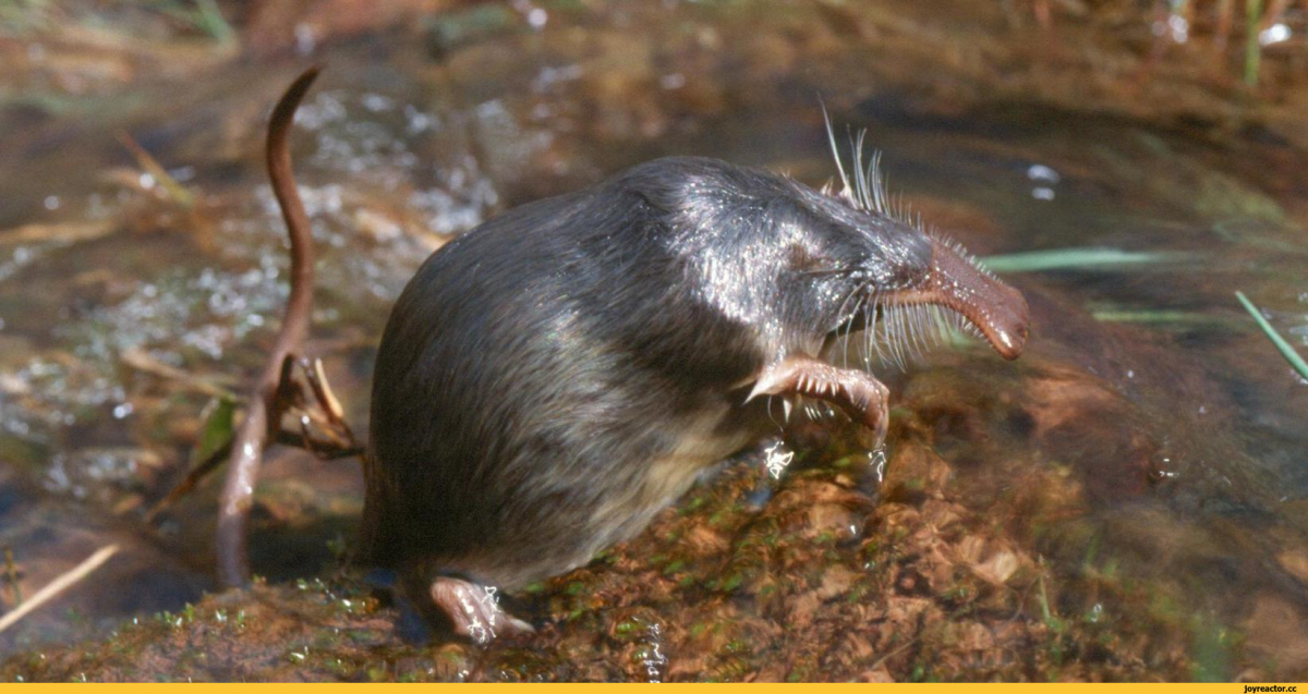 Дикие Жаворонки птицы фото
