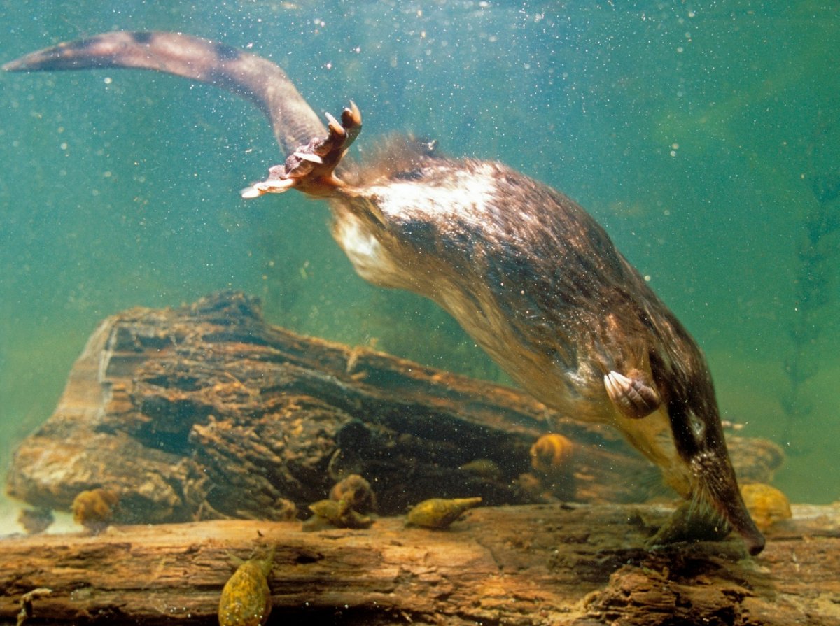 Выхухоль отряд млекопитающих