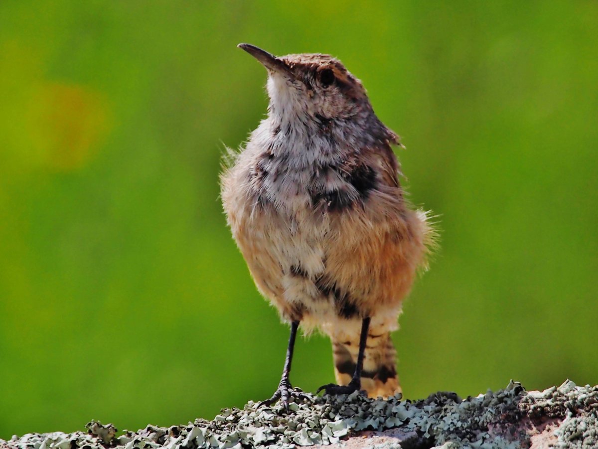 Африканская бородатая выхухоль