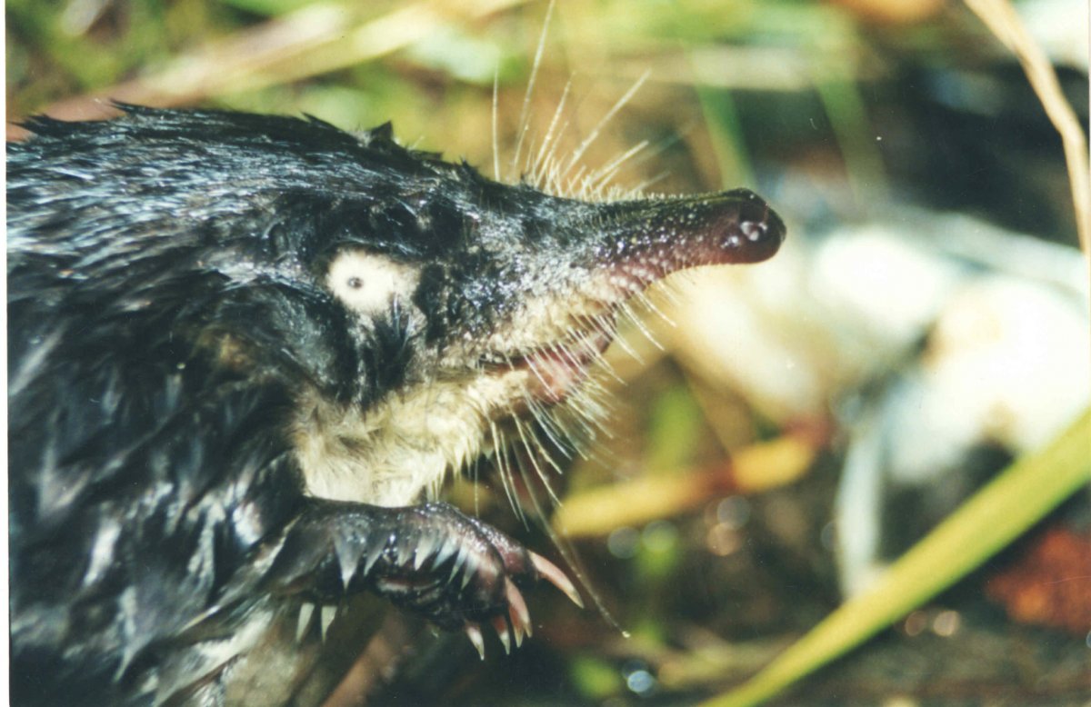 Русская выхухоль