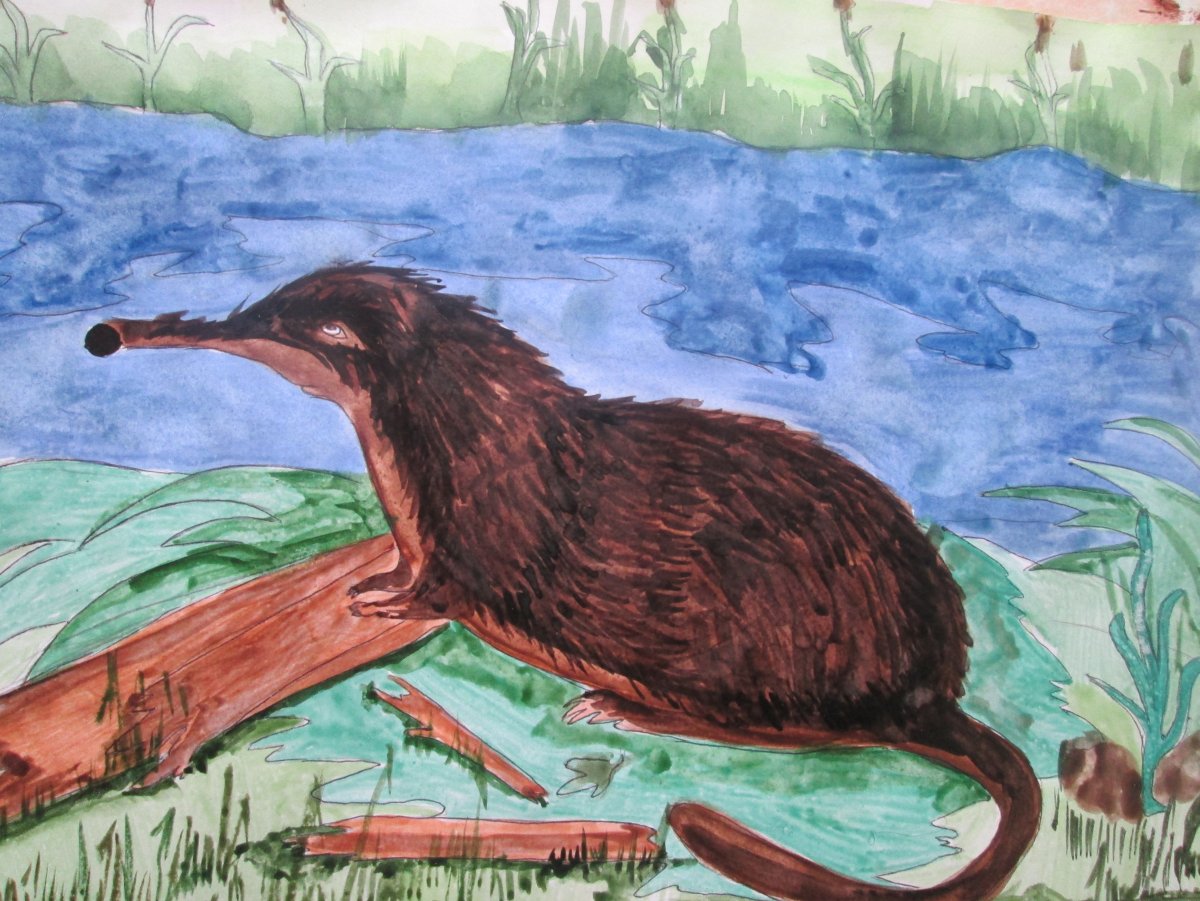 Выхухоль птица