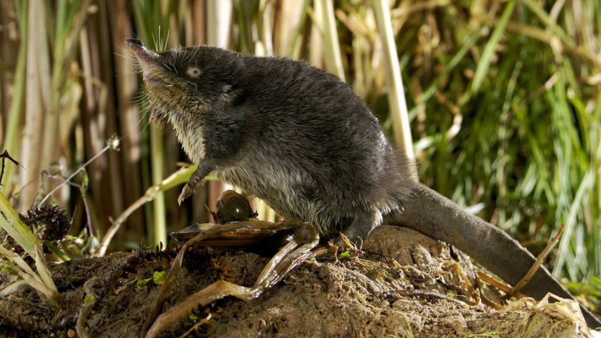 Присурский заповедник выхухоль