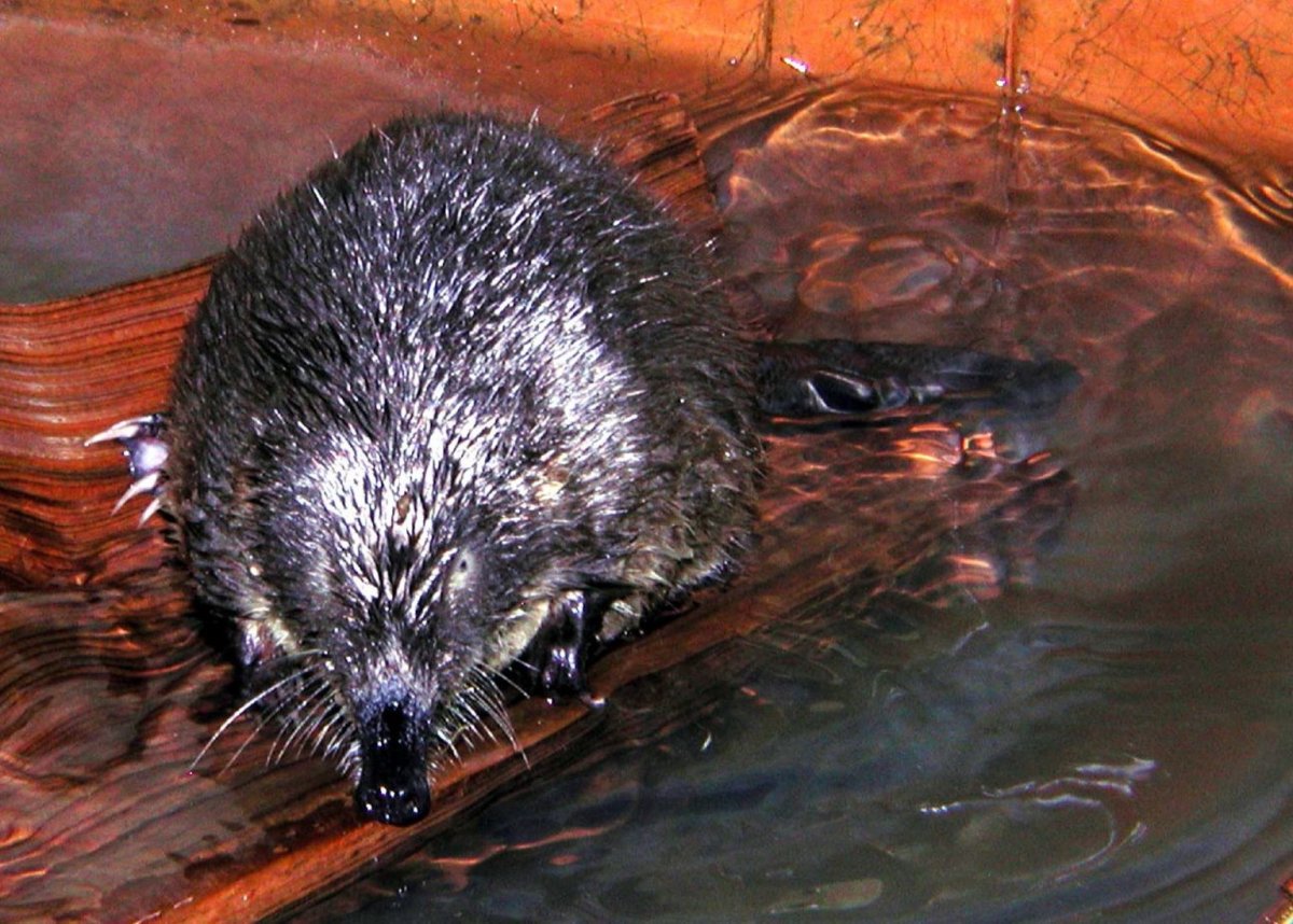 Полевая мышь с длинным носом