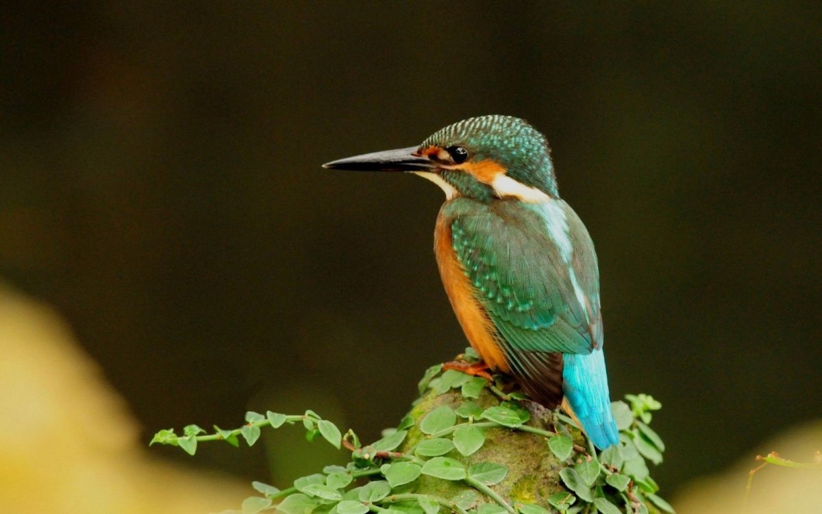 Рубиновый Колибри самка