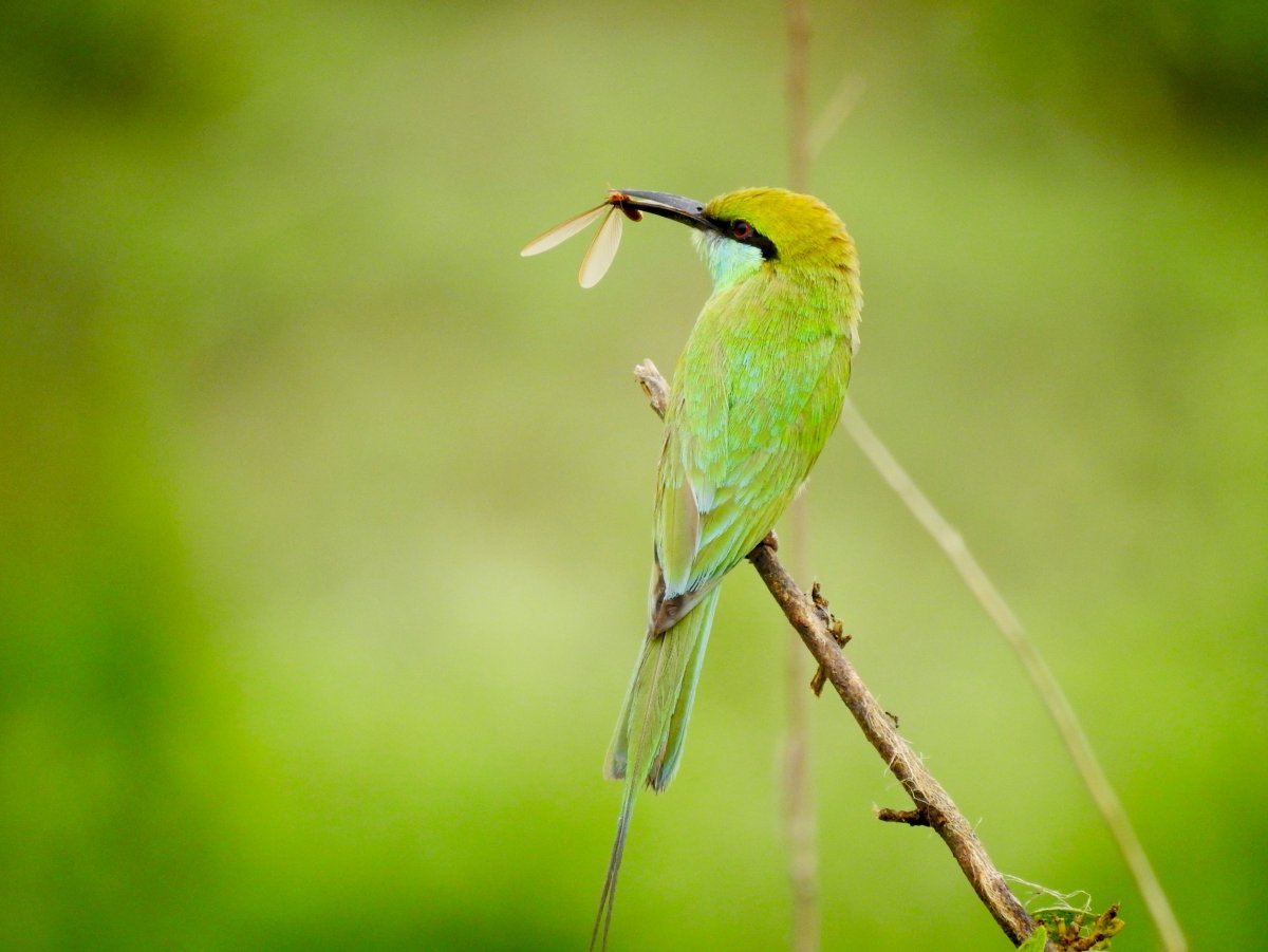 Щурка голубая