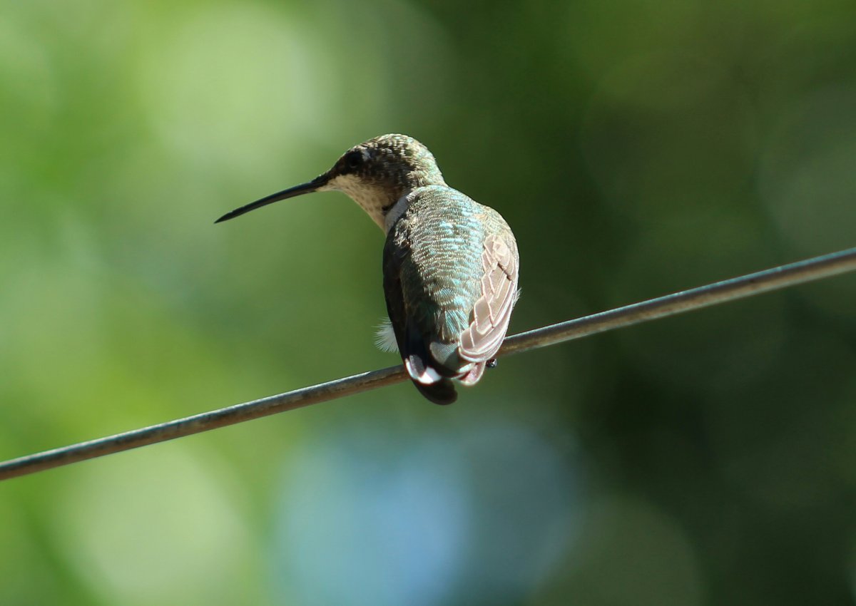 Рубиногорлая Колибри