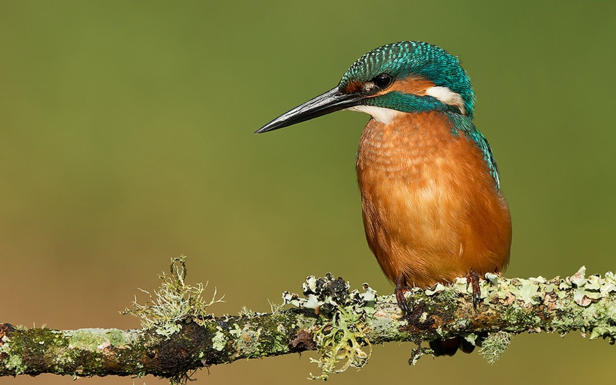 Орлиноклювый Колибри