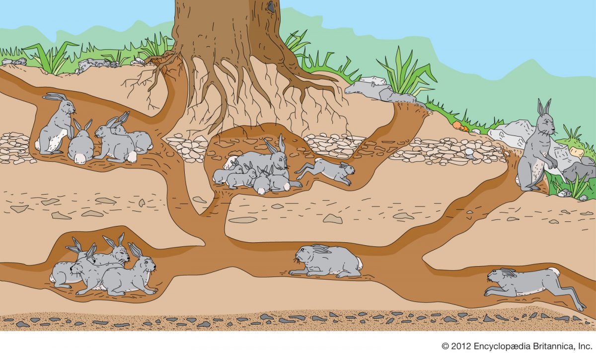 Кроличья Нора схема