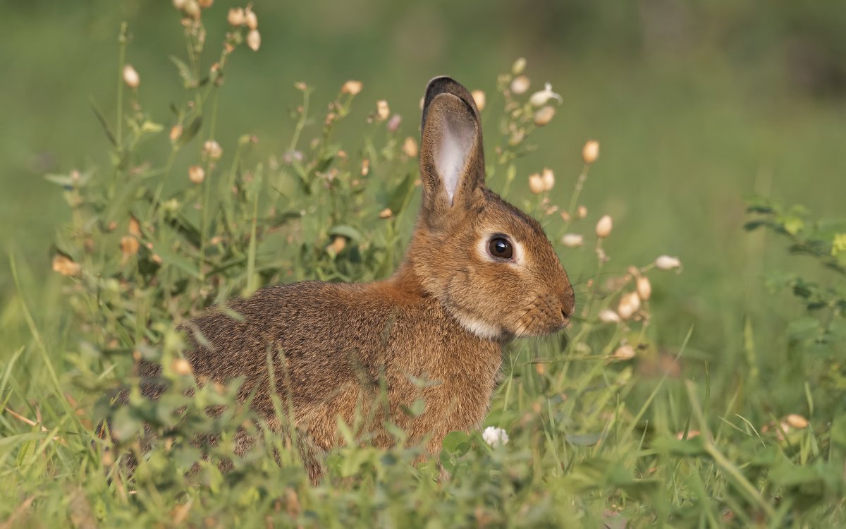 Заяц летом в лесу
