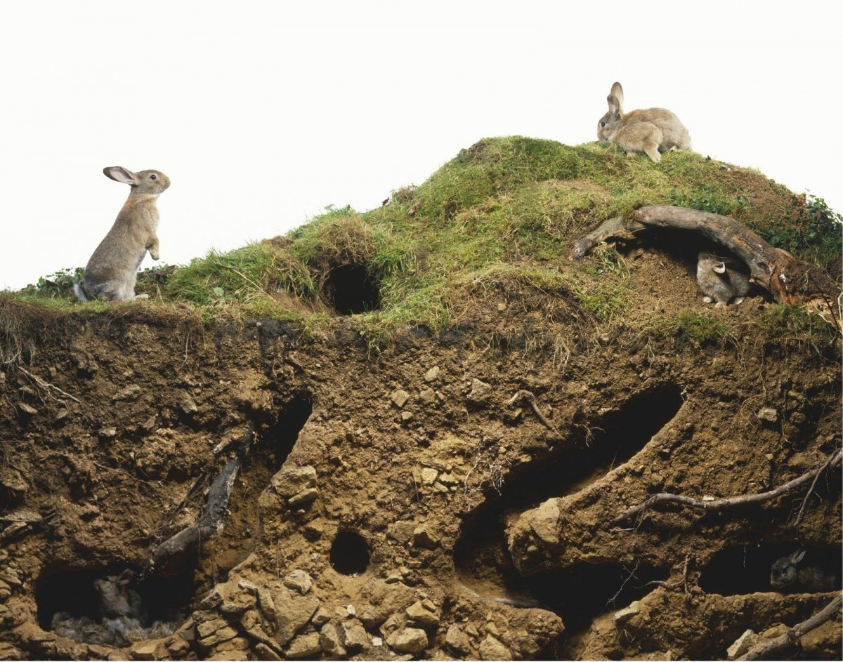Дикие кролики в природе Норы