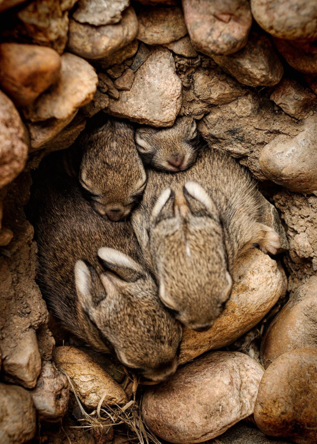 Заячье гнездо