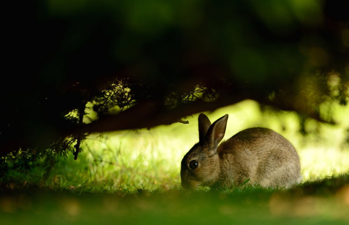 Заяц в России