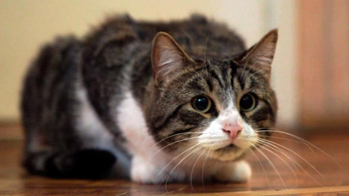 Кот Борис фото