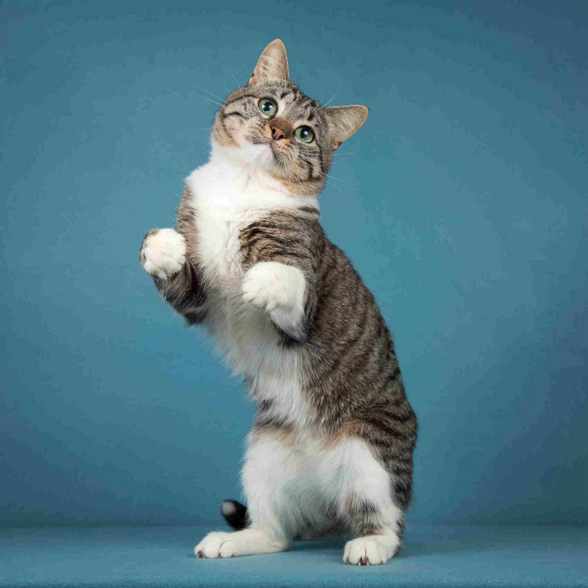 Тигр рисунок