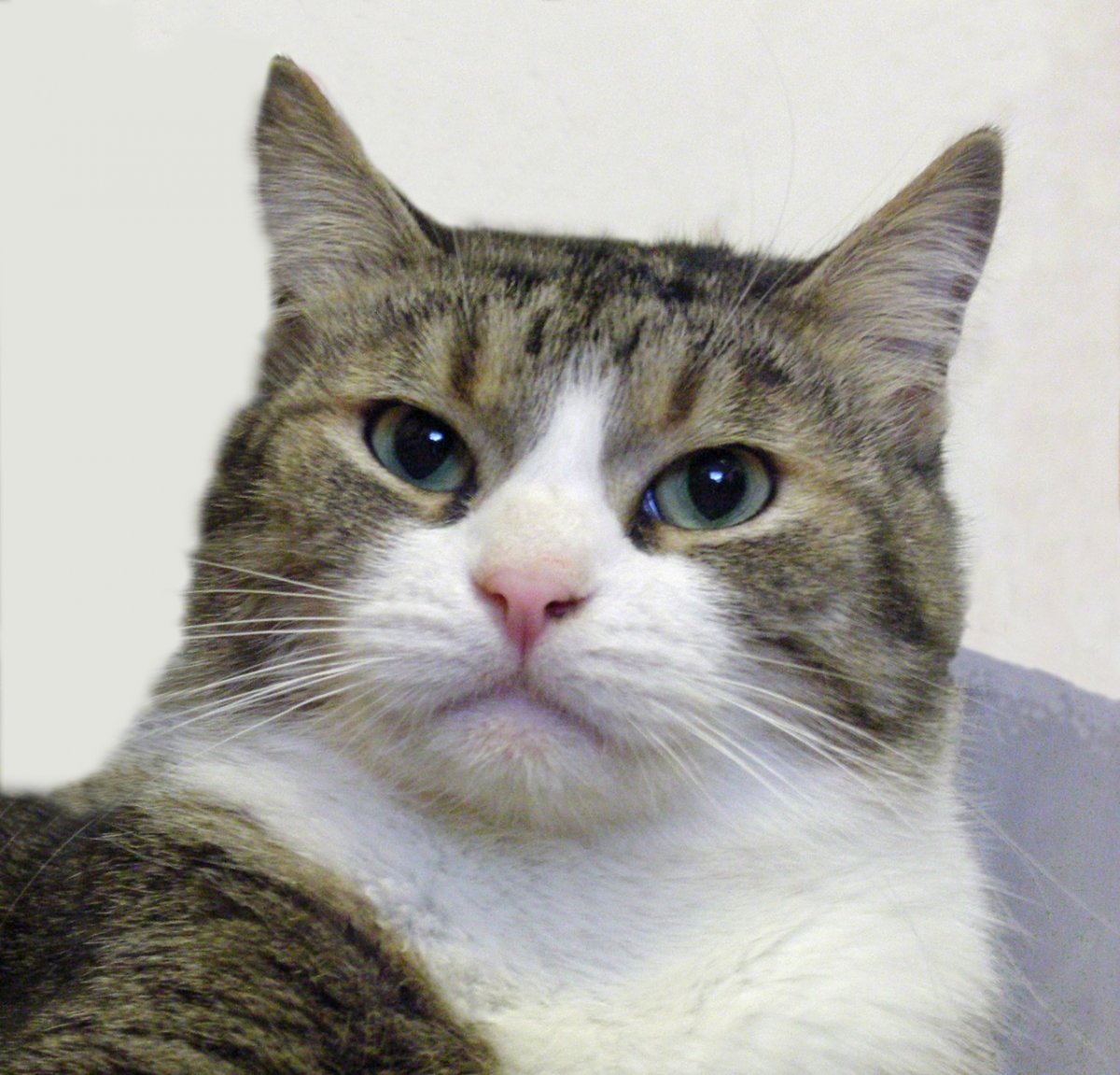 Порода кошки кот Бориса