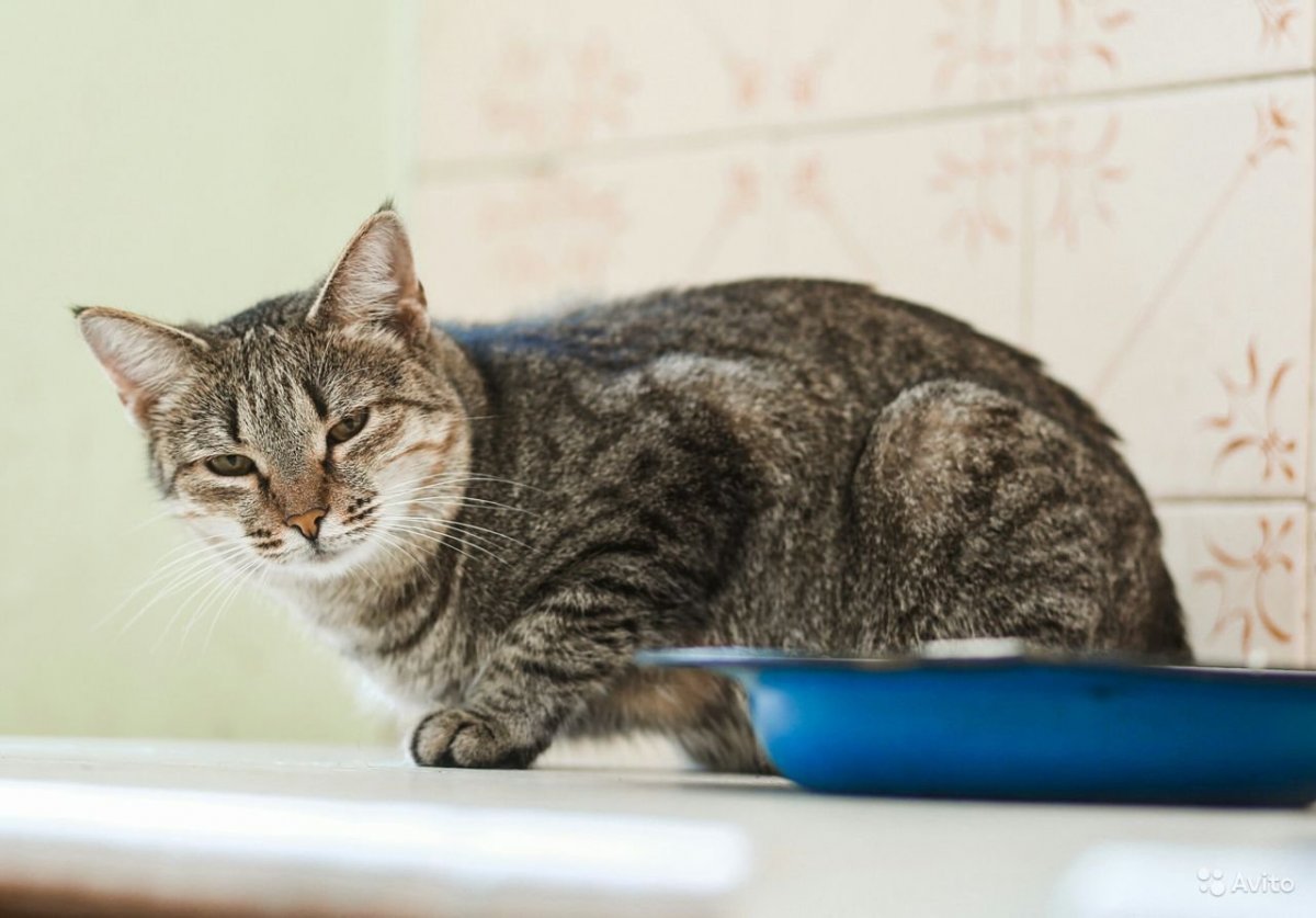 Кот Борис улыбается