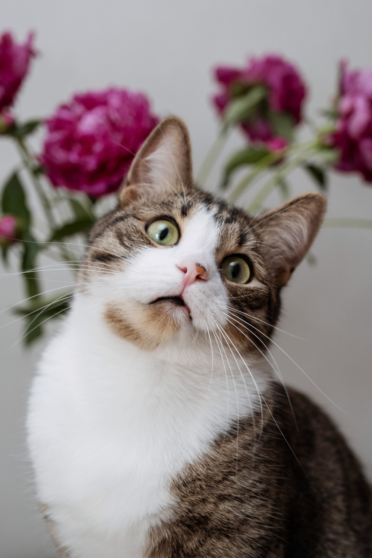 Борис Касьянов художник коты