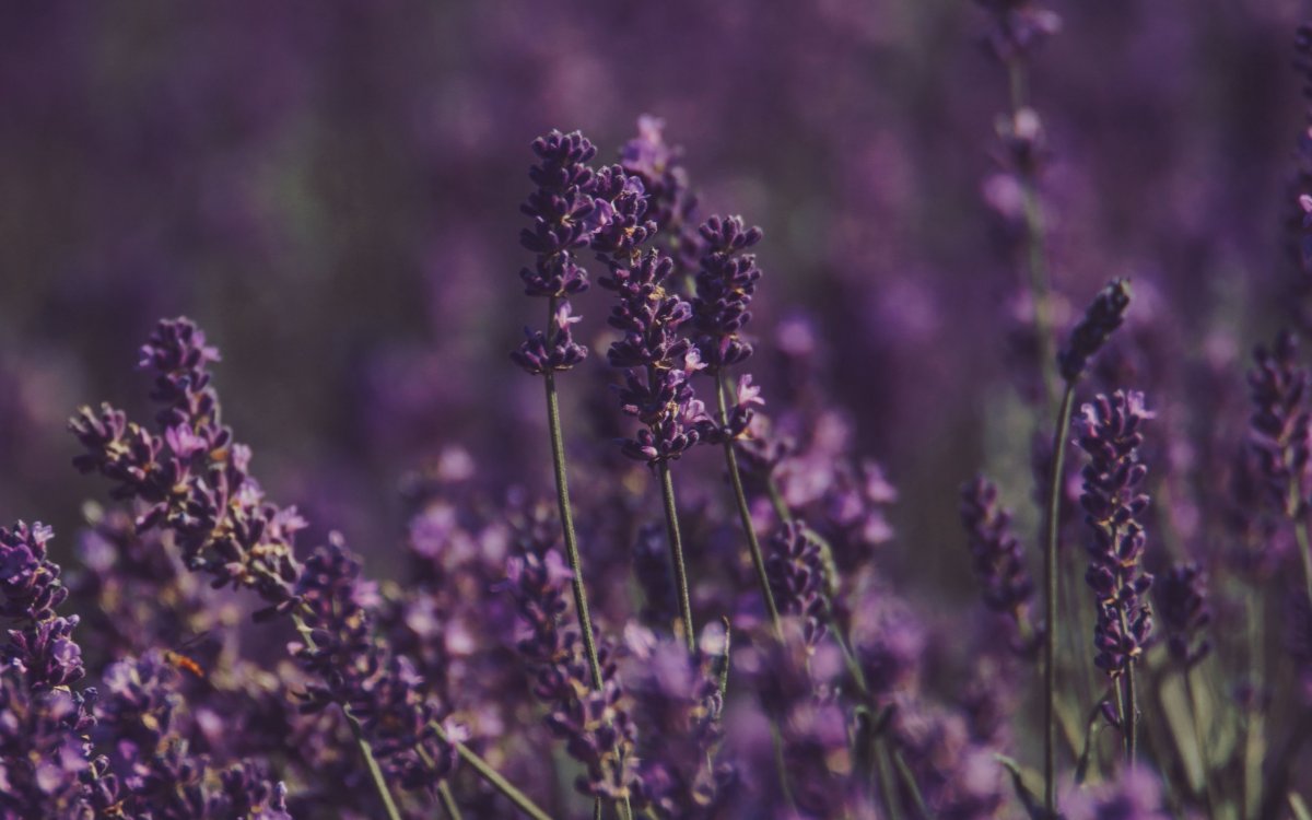 Фиолетовые обои на компьютер