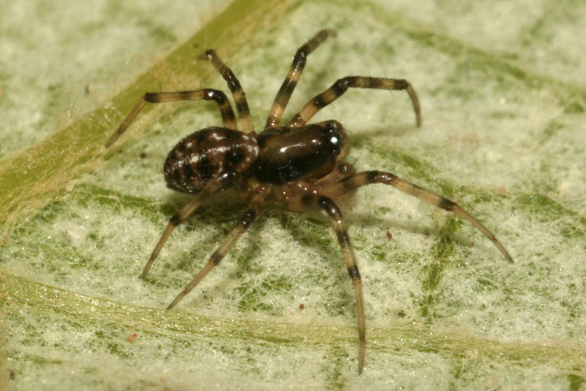 Южнорусский Тарантул