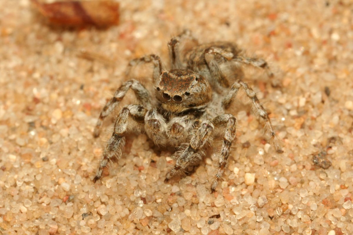 Паук крестовик белый