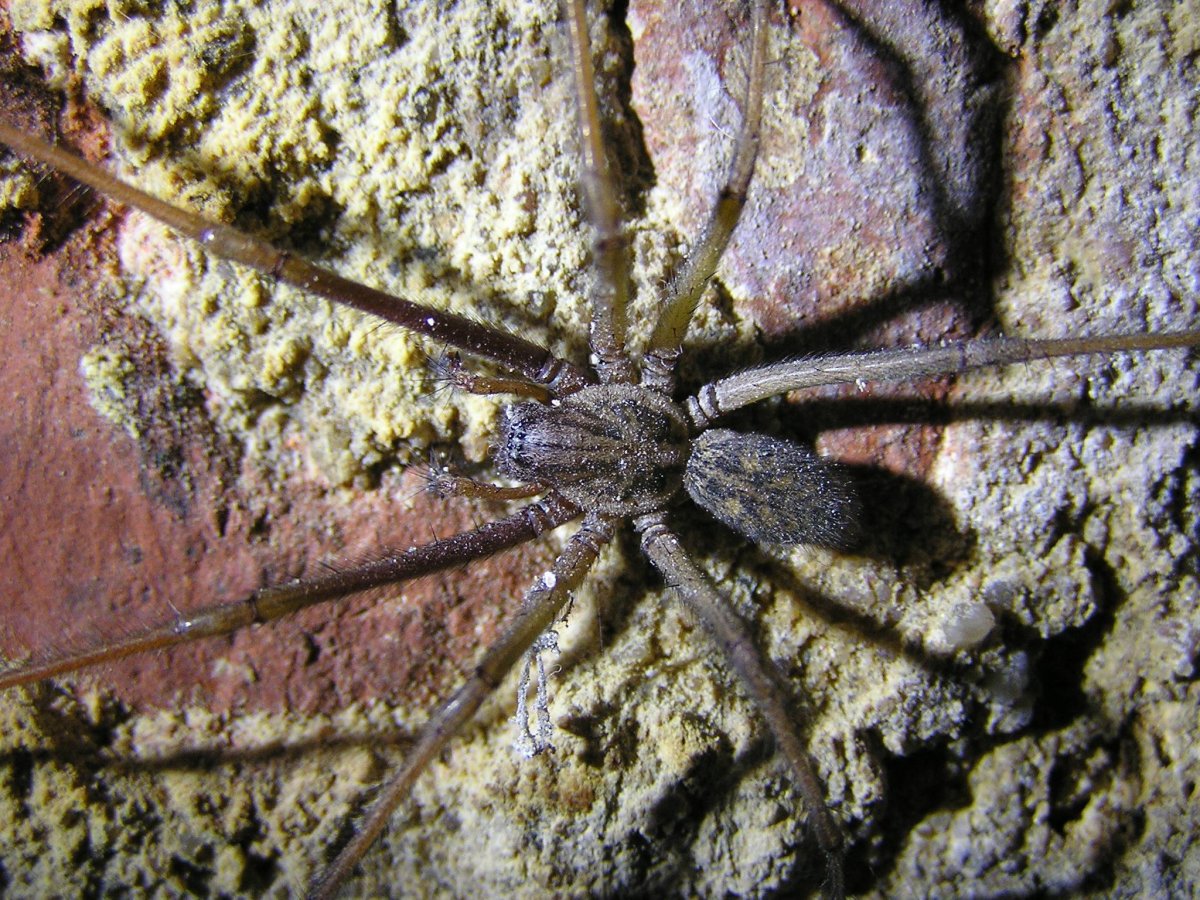 Pterinochilus murinus паук
