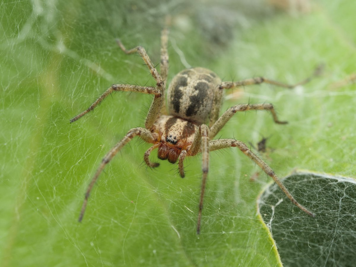 Паук Мизгирь крестовик