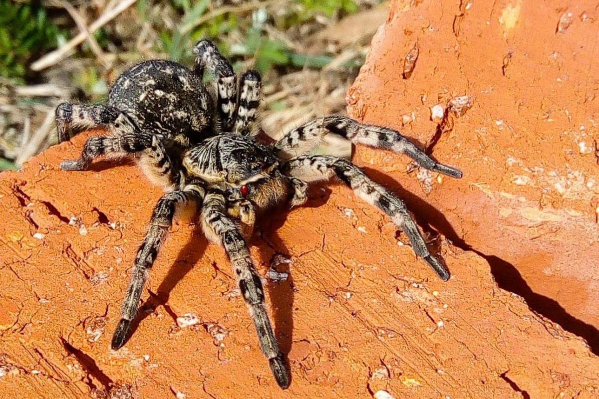 Крупные пауки беларуси