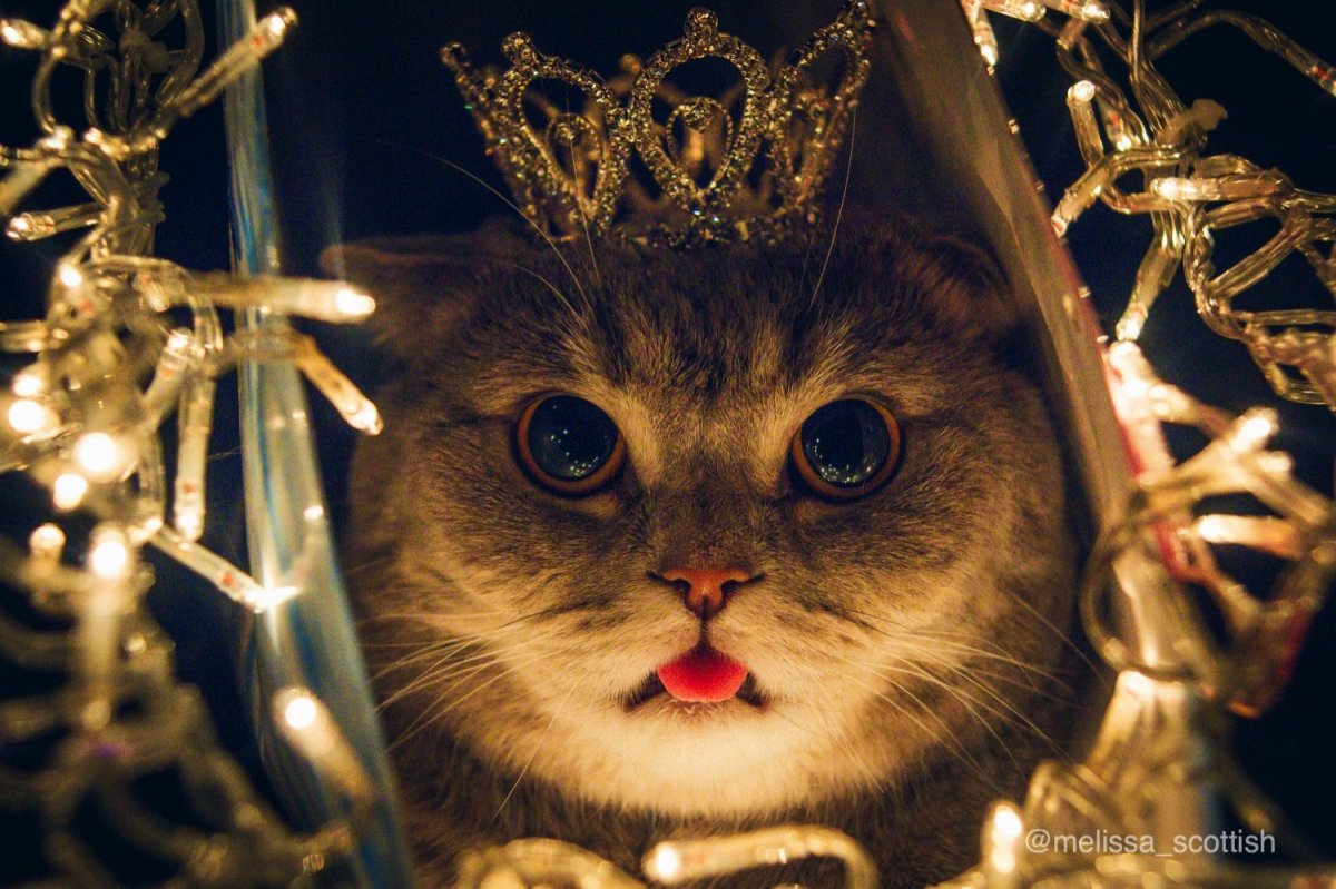 Детские фильмы про котов