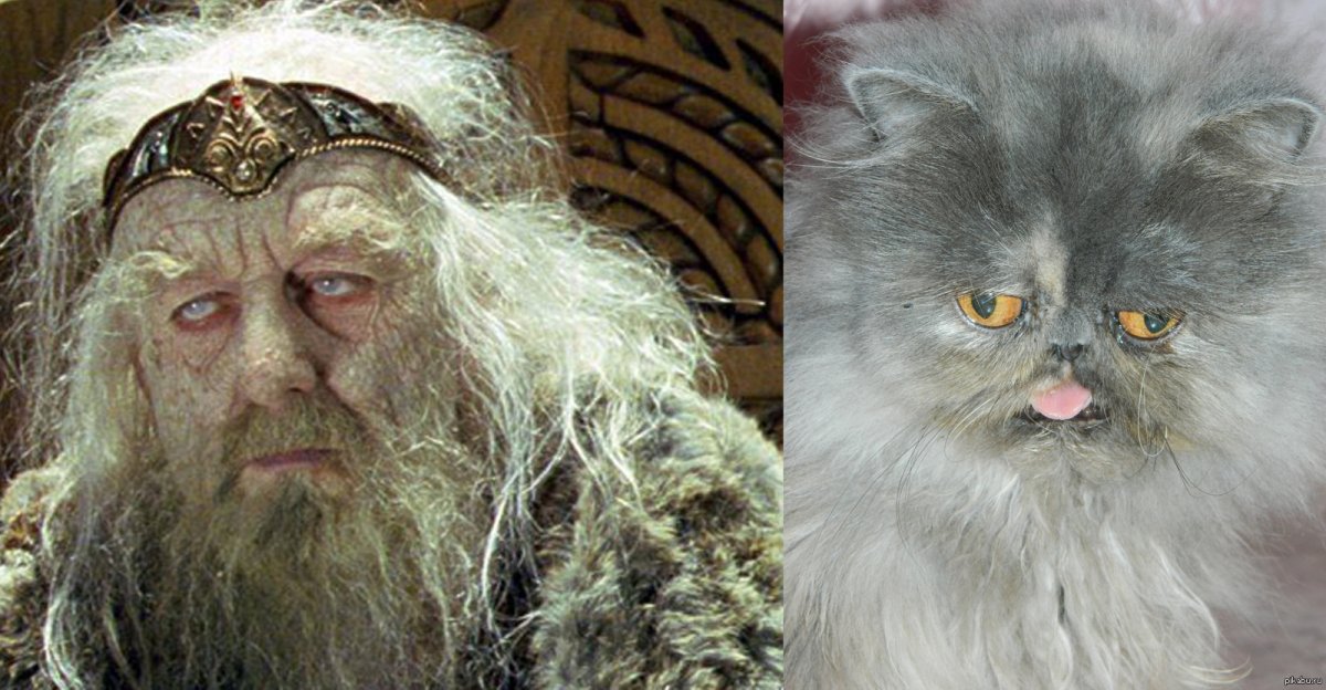 Кот владыка в Псково Печерском монастыре