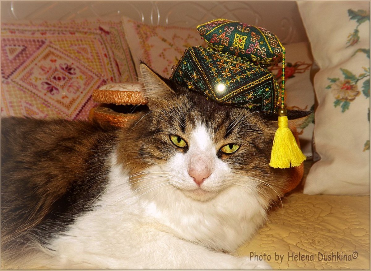 Кот владыка Тихона Шевкунова