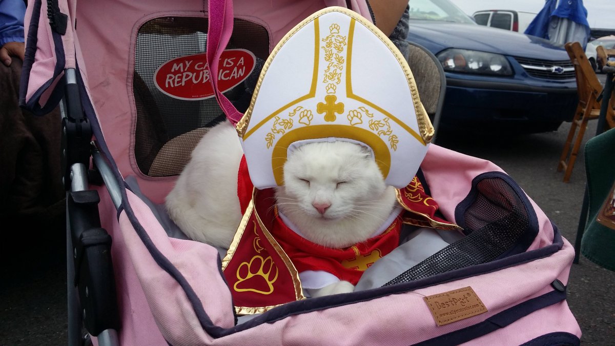 Повелитель котов