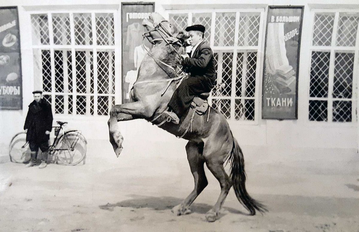 Шагди порода лошадей