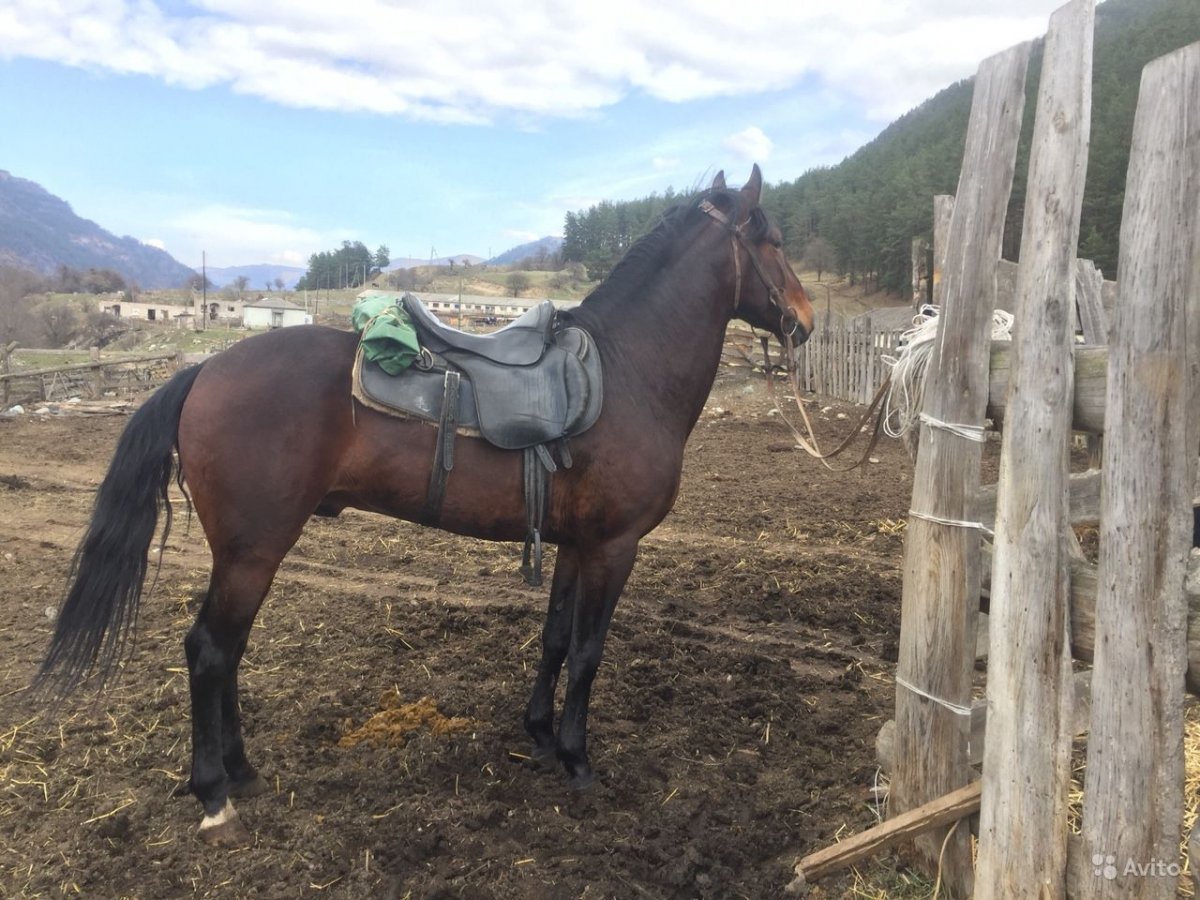 Большие жеребцы Инстаграм