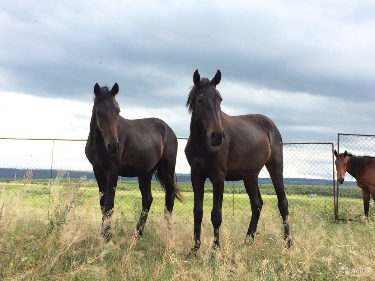 Карачаевский жеребец Даусуз