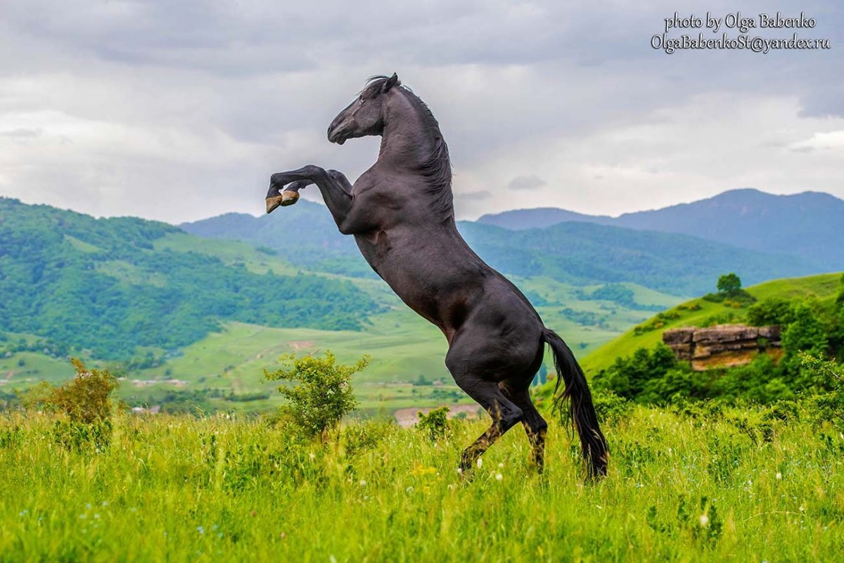 Горец Кавказ карачаевец