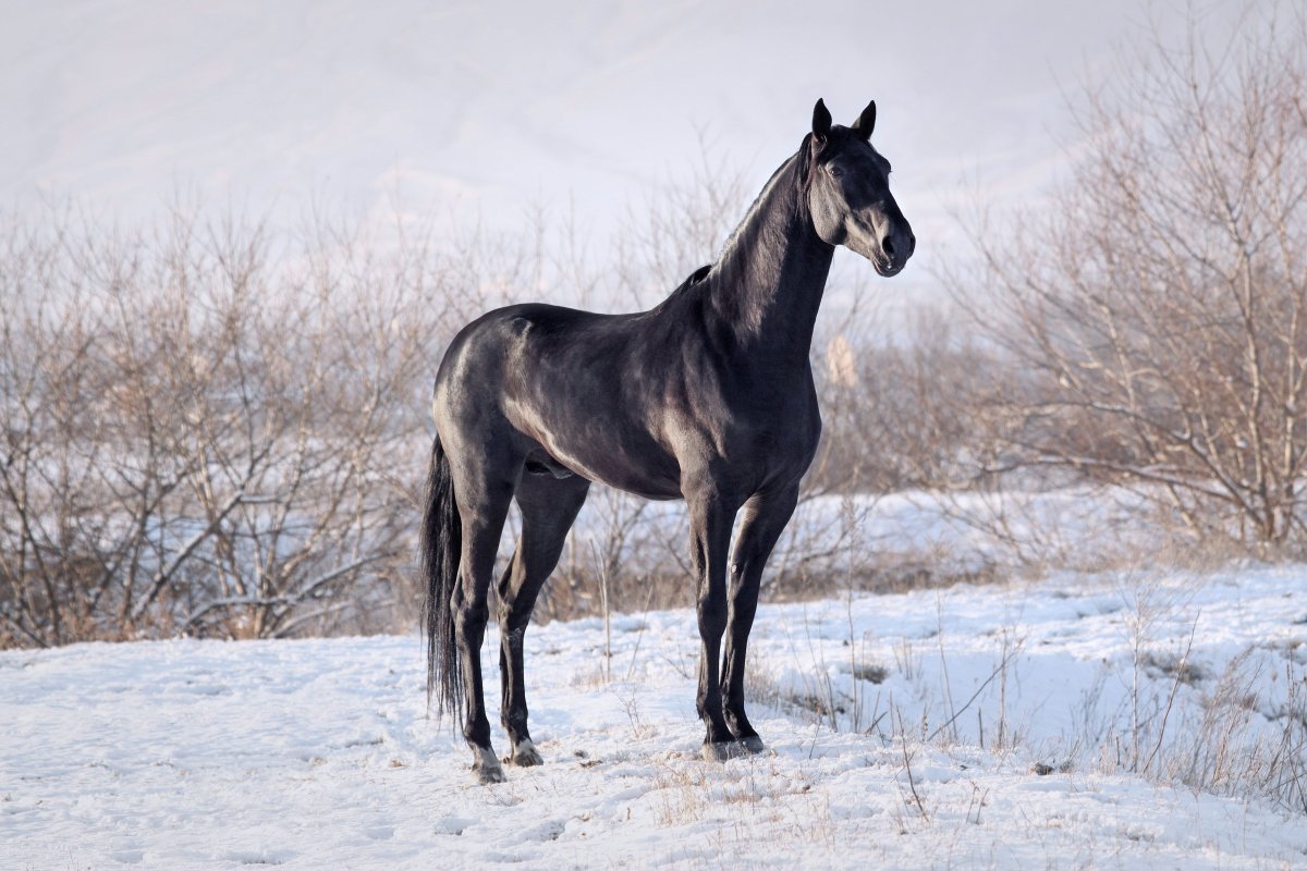 Карачай лошадь