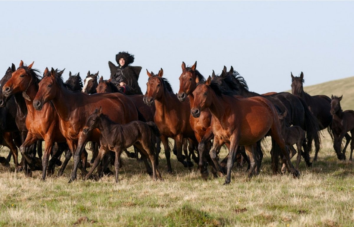 Караковая карачаевская лошадь