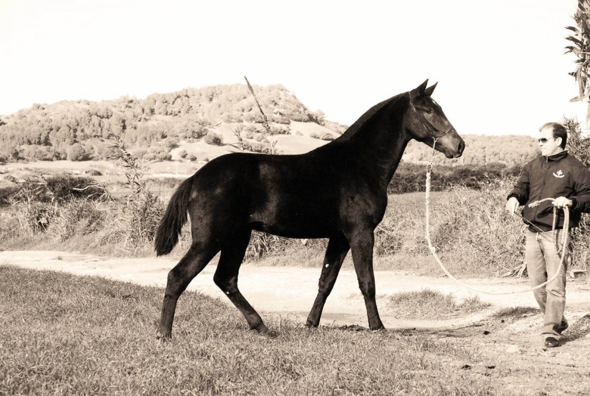 Эквирос Карачаевский жеребец