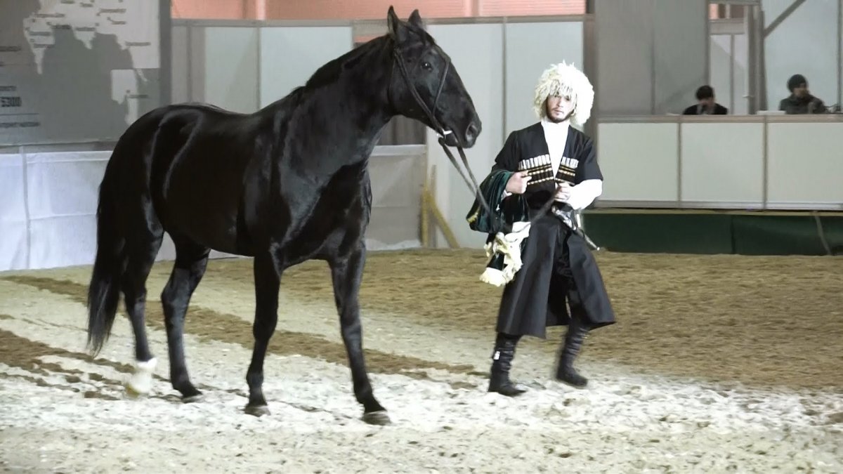 Лошади Кабардинской породы и Карачаевцы