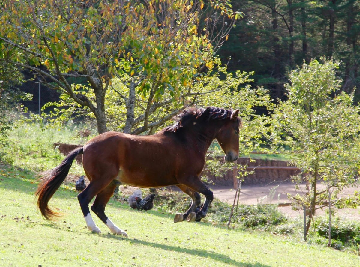 Астурийский пони