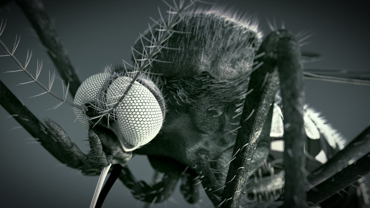 Укус комара под микроскопом отверстие