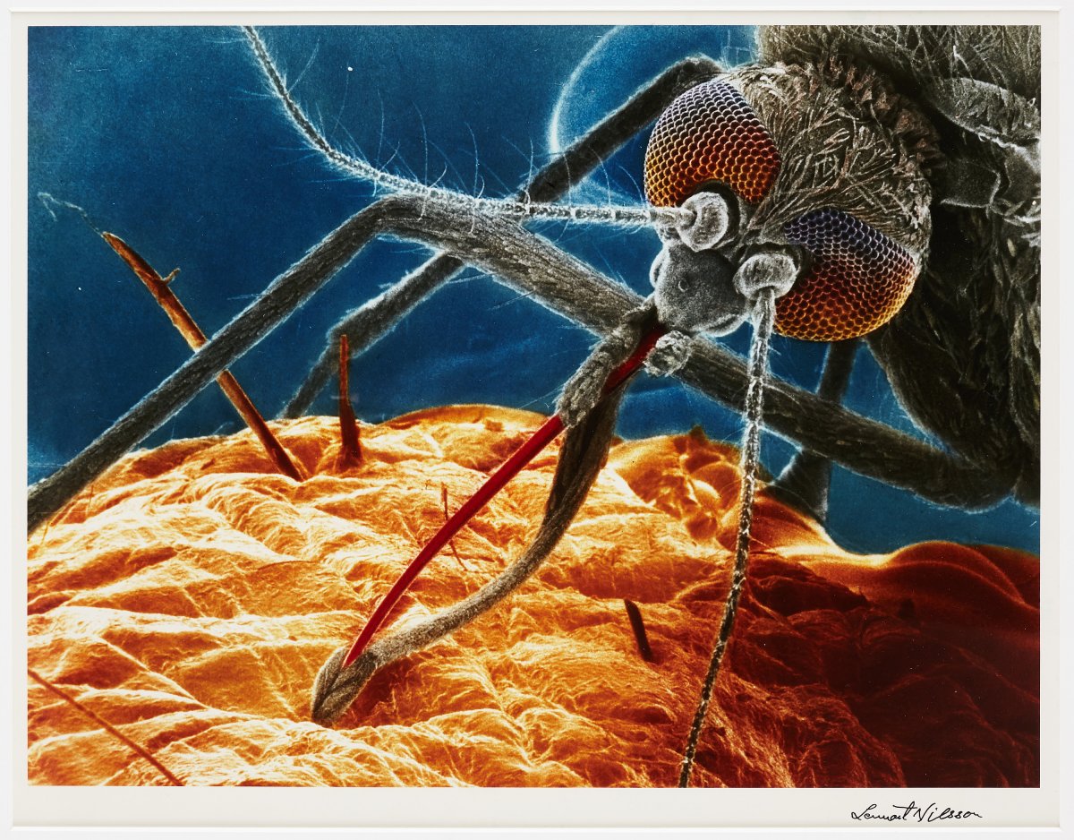 Хоботок мухи