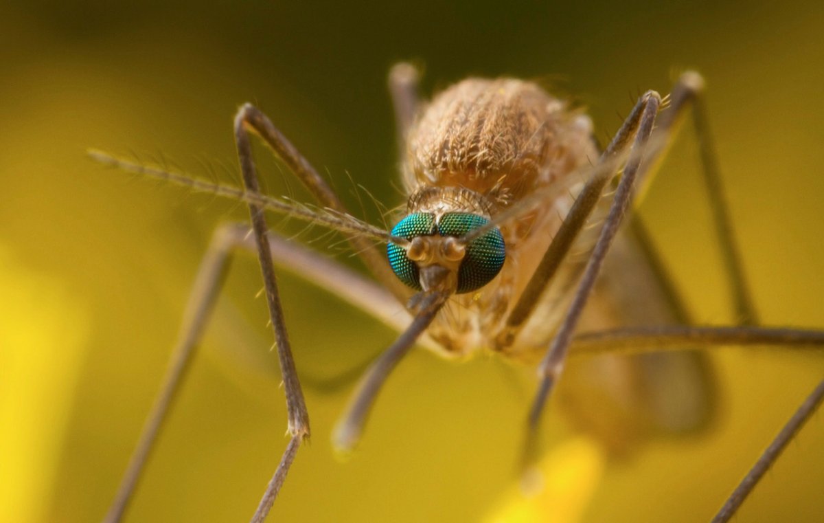 Кровососущие комары