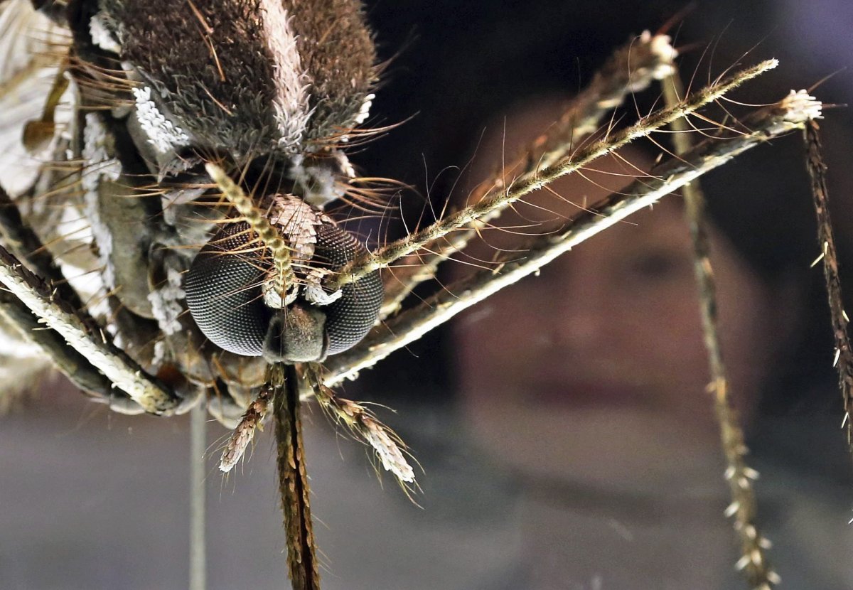 Укус комара под микроскопом