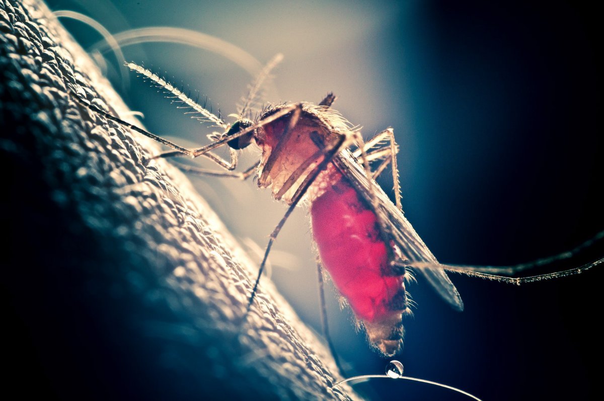 Хоботок комара под микроскопом