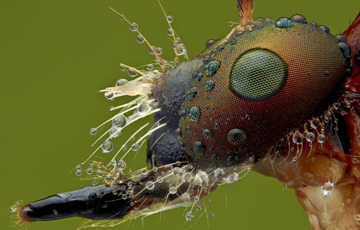 Малярийный комар под микроскопом