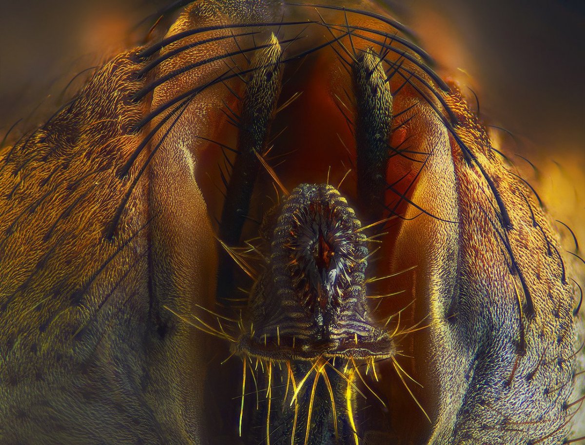 Комариный хобот под микроскопом