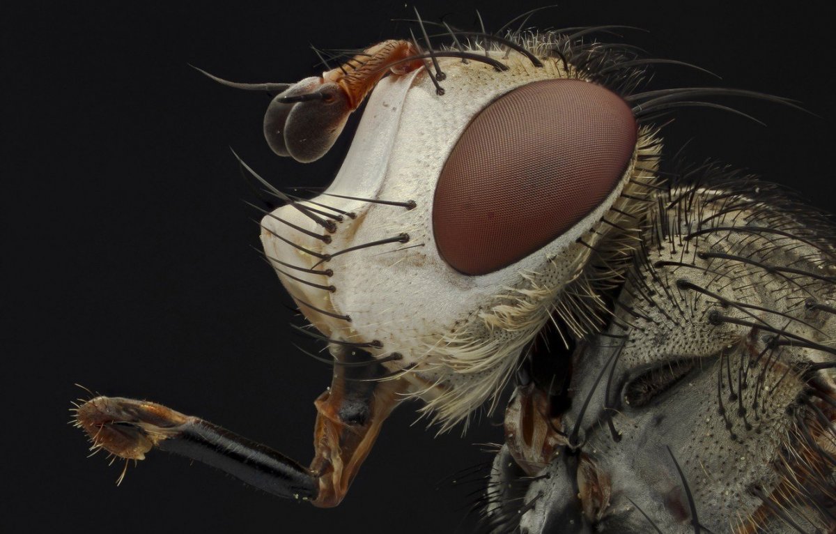 Комар макрофото